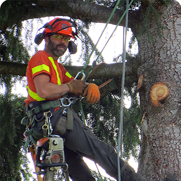 Kodiak Tree Service