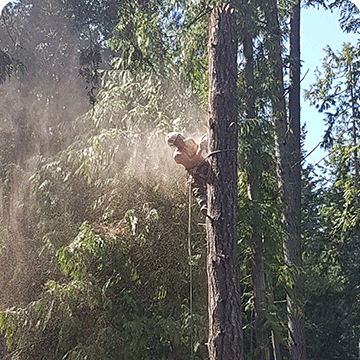 Kodiak Tree Service
