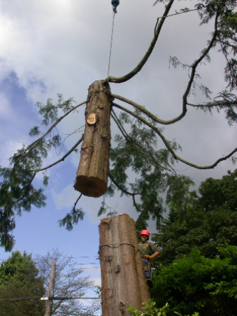 Kodiak Tree Service